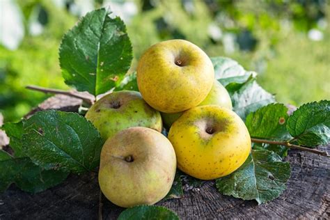 Immagine di diverse varietà di mele adatte per la preparazione di torte